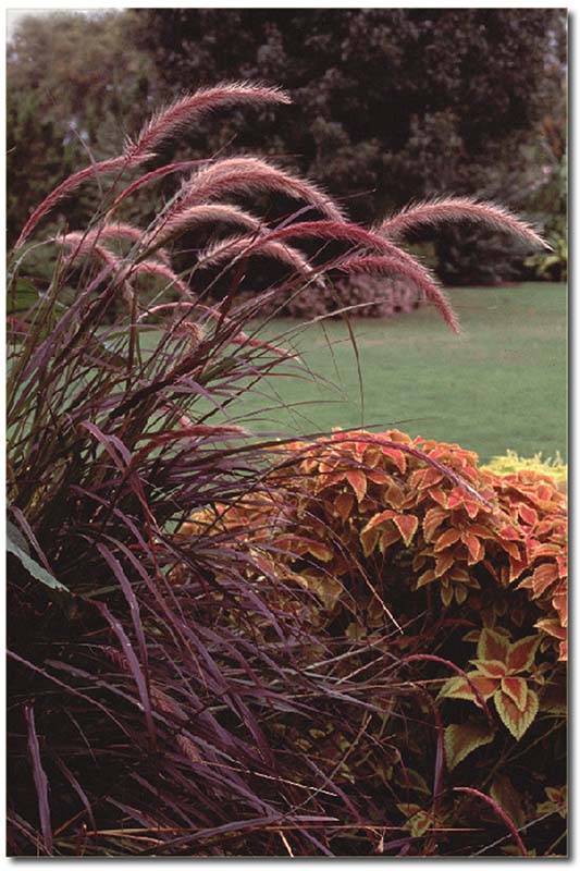 Purple grass with purple spikes planted next to orange and yellow plants. Purple grass with purple spikes planted next to orange and yellow plants.