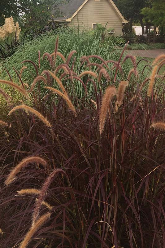 Purple grass with yellow spikes at the top. Purple grass with yellow spikes at the top.