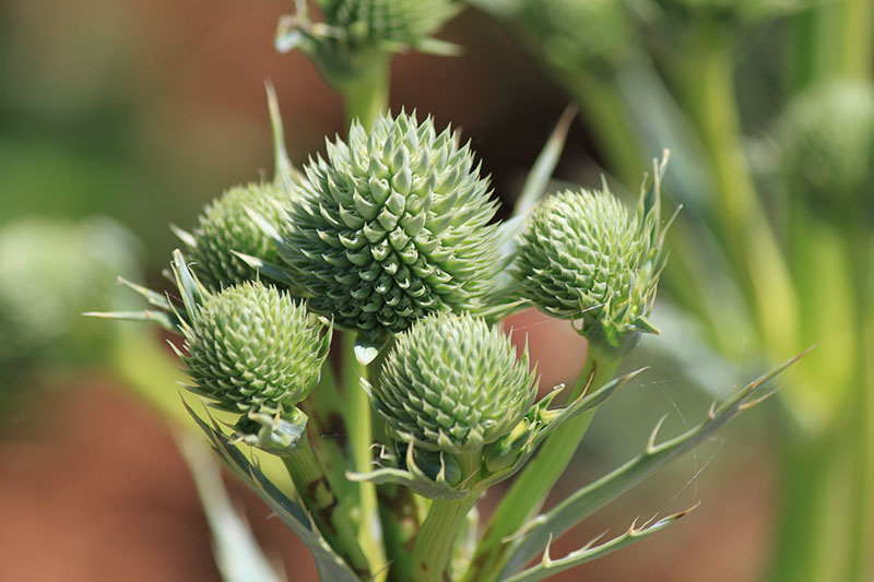 Rattlesnake Master Oklahoma State University