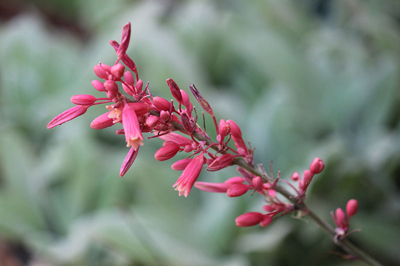 A Red Yucca flower. A Red Yucca flower.