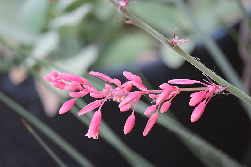 A pink Red Yucca flower. A pink Red Yucca flower.