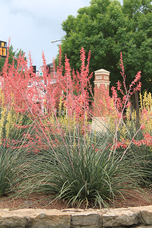 A Red Yucca plant in bloom. A Red Yucca plant in bloom.