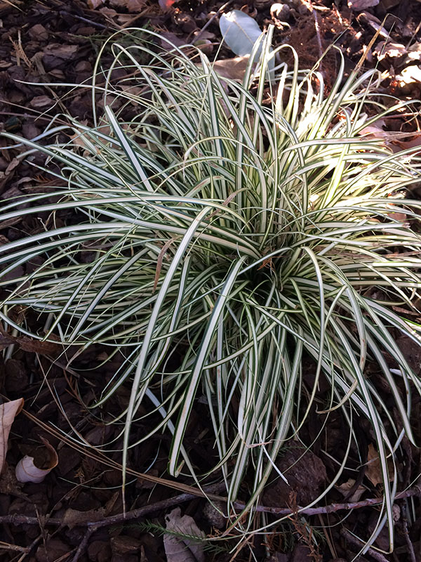 An Evergold Sedge in a flowerbed. An Evergold Sedge in a flowerbed.
