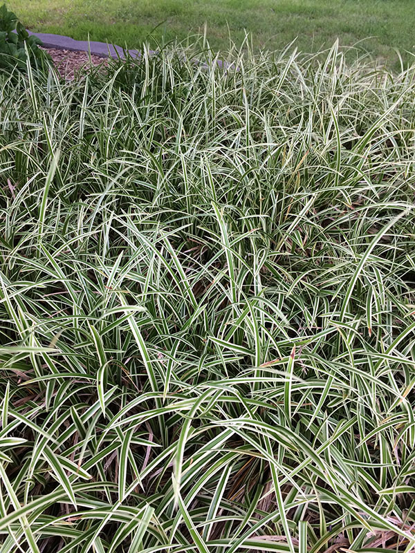 A flowerbed if Ice Ballet Sedges. A flowerbed if Ice Ballet Sedges.