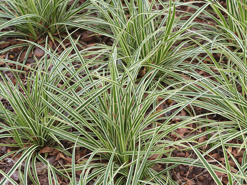 A close up of Ice Ballet Sedge plants. A close up of Ice Ballet Sedge plants.
