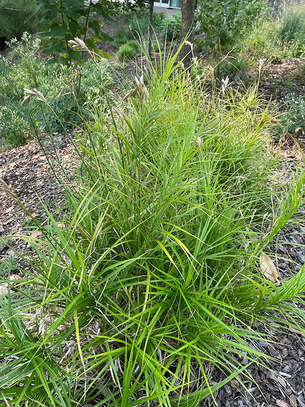 Green Sedge plants growing in a flowerbed. Green Sedge plants growing in a flowerbed.