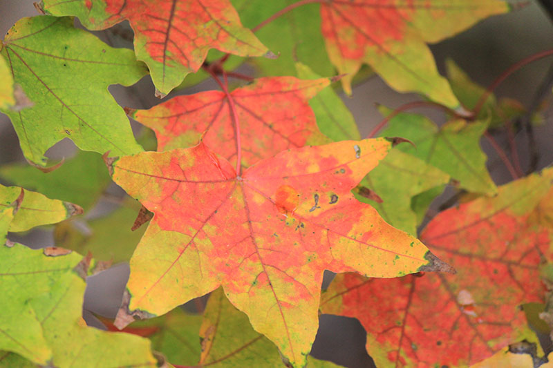 Red, yellow and green Shantung Maple leaves. Red, yellow and green Shantung Maple leaves.