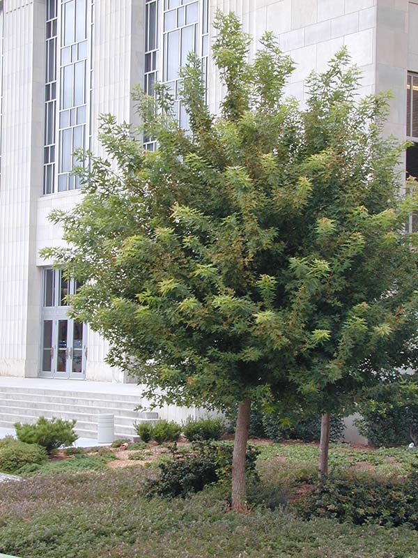 A Shantung Maple tree with green leaves in front of a white building. A Shantung Maple tree with green leaves in front of a white building.
