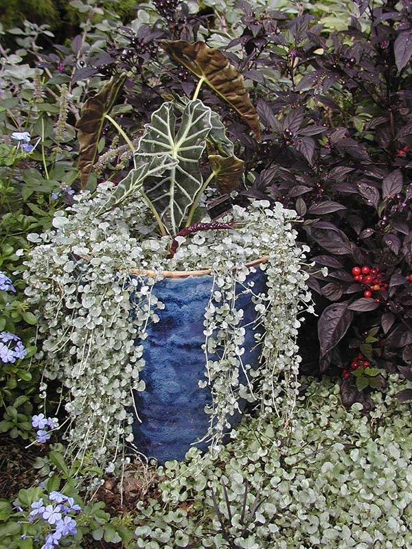 A plant with green vines growing from a blue barrel. A plant with green vines growing from a blue barrel.
