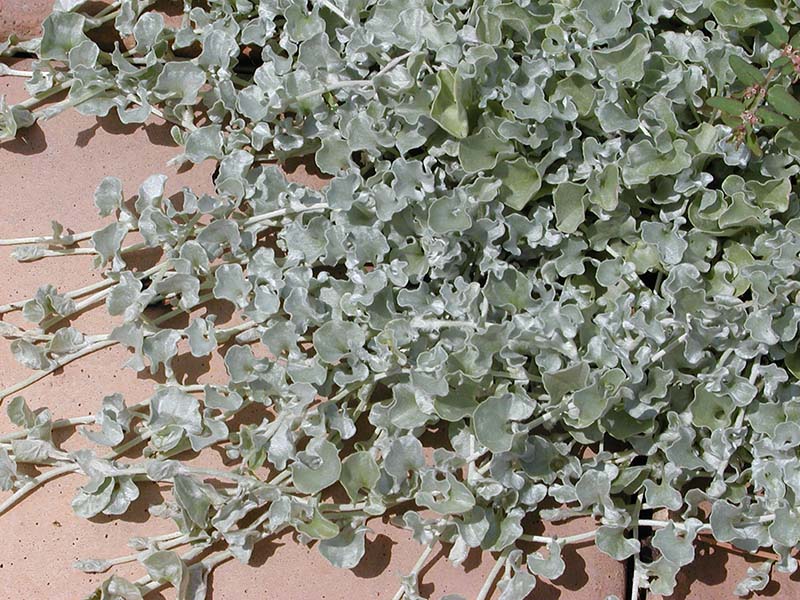 Green vines of a Silver Falls Dichondra plant growin across the growing. Green vines of a Silver Falls Dichondra plant growin across the growing.
