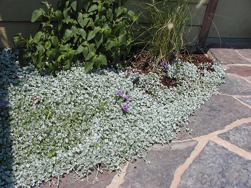 A plant with vines growing in a flowerbed and on a rock walkway. A plant with vines growing in a flowerbed and on a rock walkway.