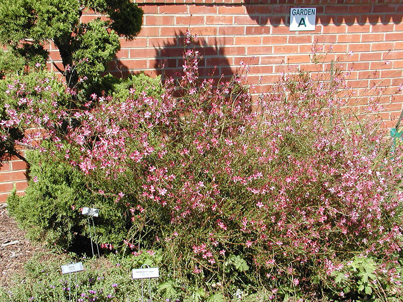 A Siskiyou Pink Gaura in a flowerbed.