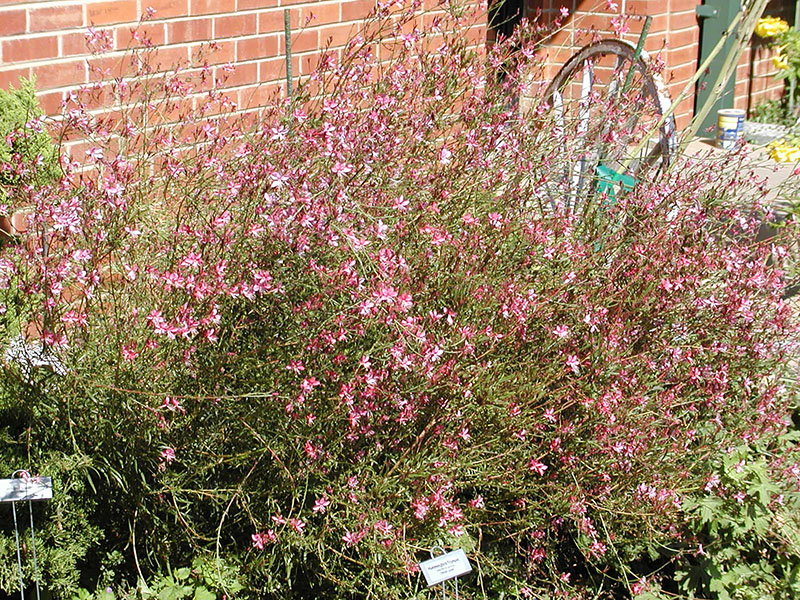 A blooming Siskiyou Pink Gaura.