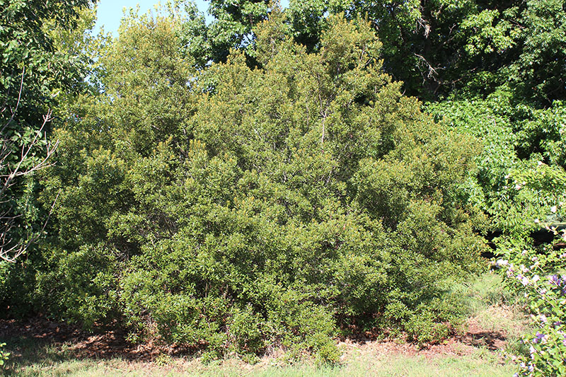 A large Southern Waxmyrtle tree.