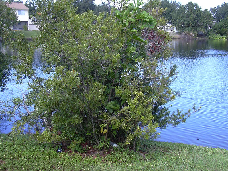 A small Southern Waxmyrtle plant.