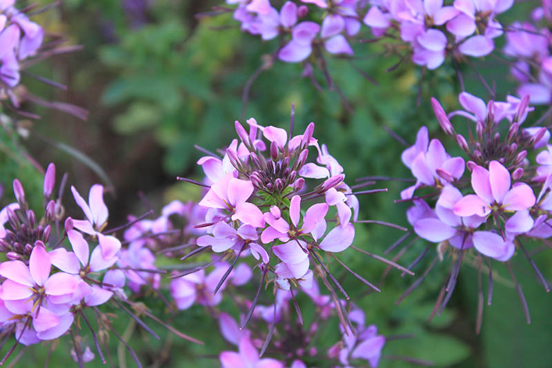 Purple flowers with multiple petals and sprouts. Purple flowers with multiple petals and sprouts.