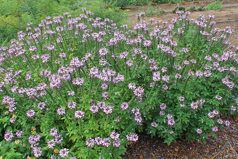 A spider flower plant with purple plants. A spider flower plant with purple plants.