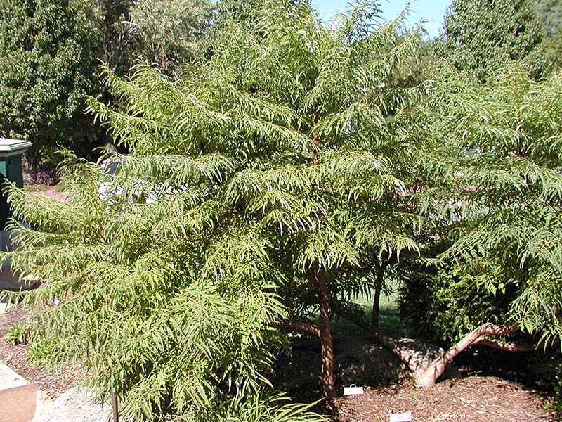 Sumac Collection ‘Bailtiger’ Tiger Eyes and ‘Laciniata’ Oklahoma