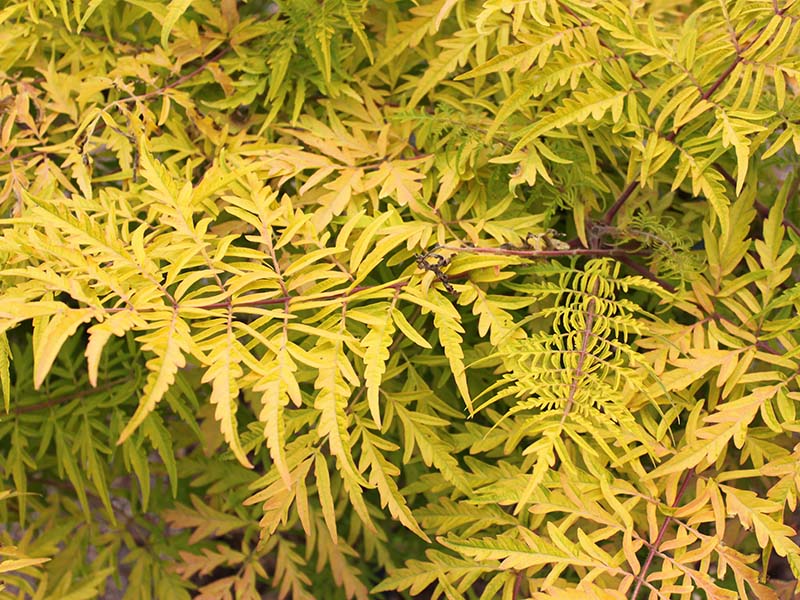 Yellow leaves on a sumac plant. Yellow leaves on a sumac plant.