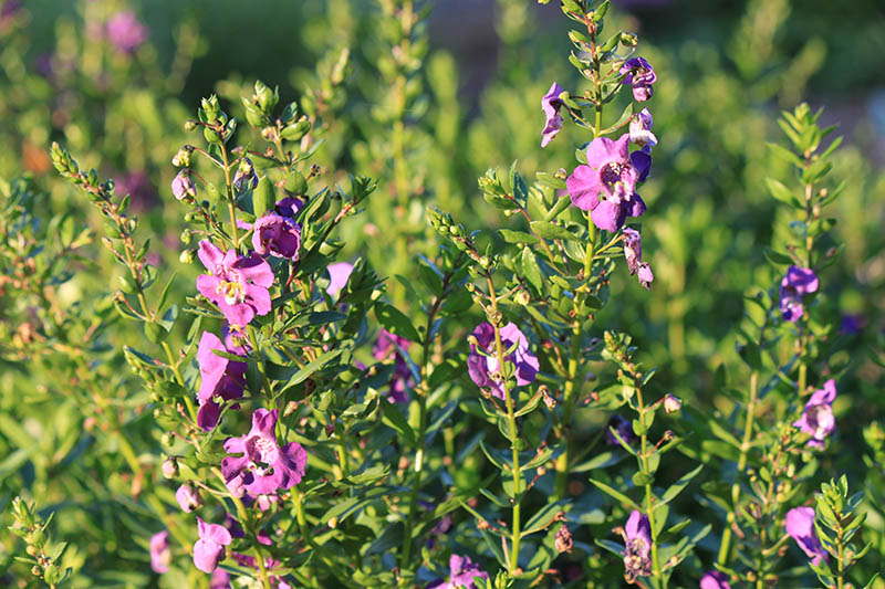 A green plant with purple Summer Snapdragon flowers on it. A green plant with purple Summer Snapdragon flowers on it.