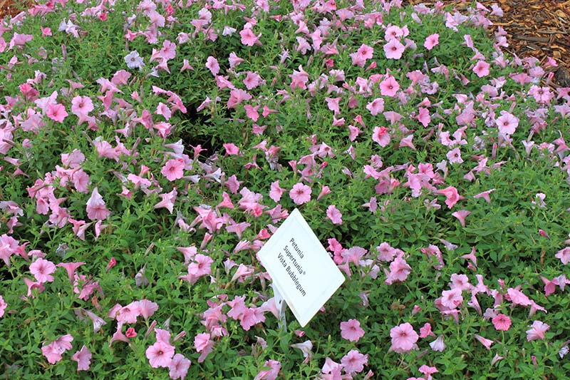 A flowerbed full of pink flowers. A flowerbed full of pink flowers.