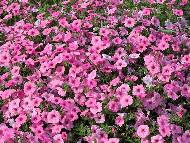 Supertunia Vista Bubblegum | Oklahoma State University