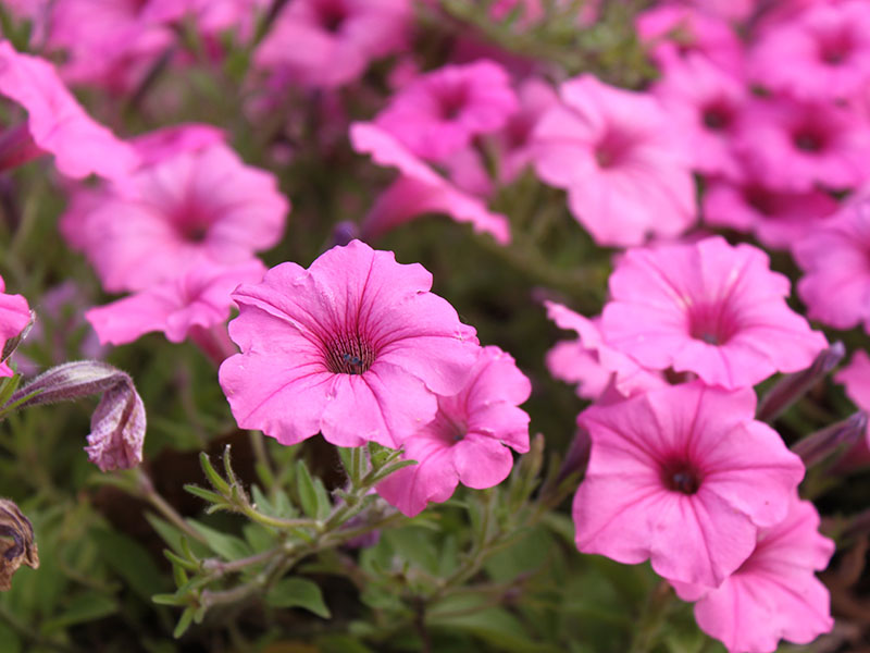 A close-up of the pink flowers of a Supertunia Vista Bubblegum plant. A close-up of the pink flowers of a Supertunia Vista Bubblegum plant.