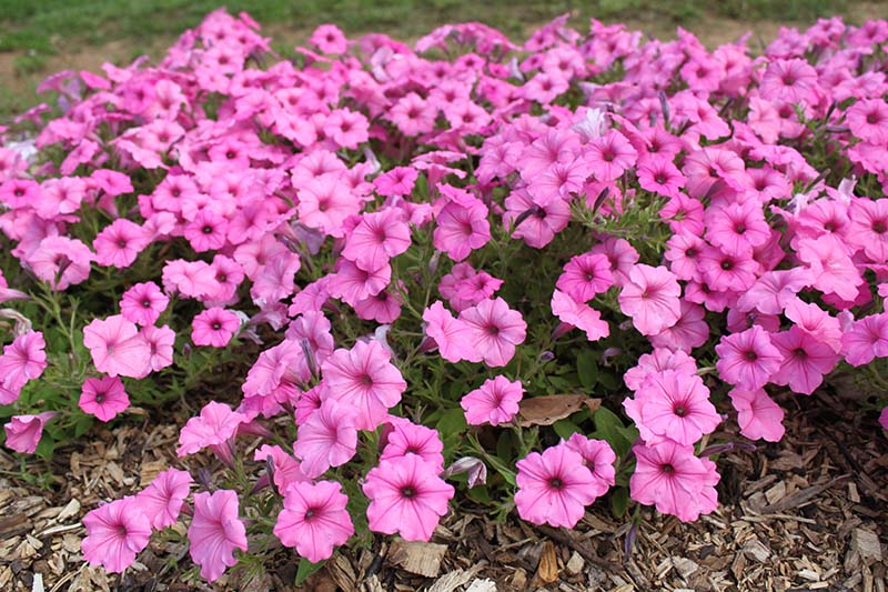 Supertunia Vista Bubblegum | Oklahoma State University