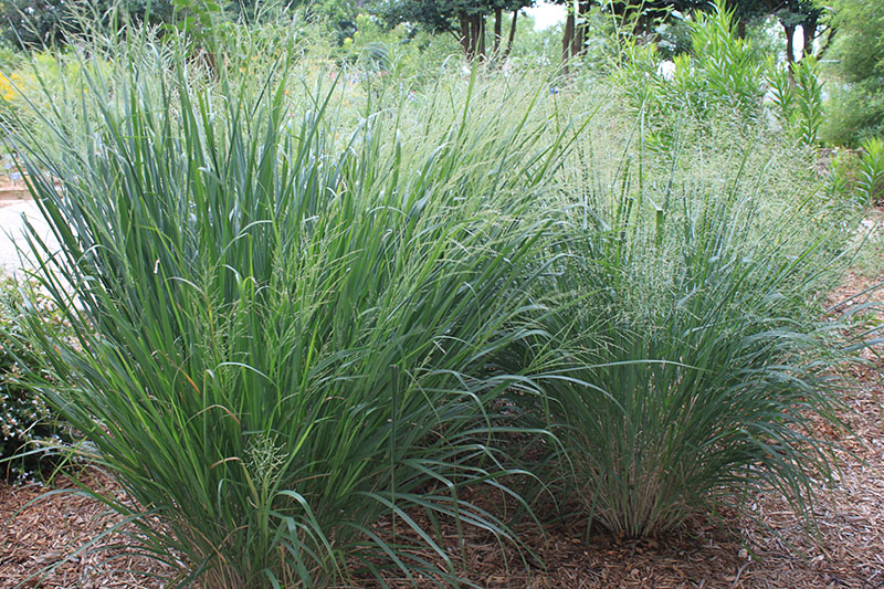 Switchgrass | Oklahoma State University