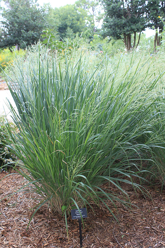Switchgrass Oklahoma State University