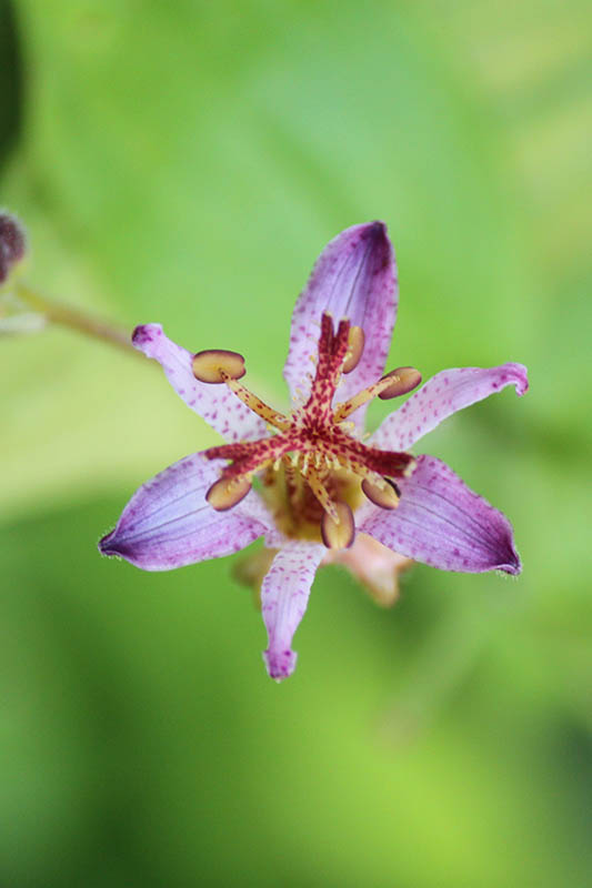 Toad Lily Oklahoma State University