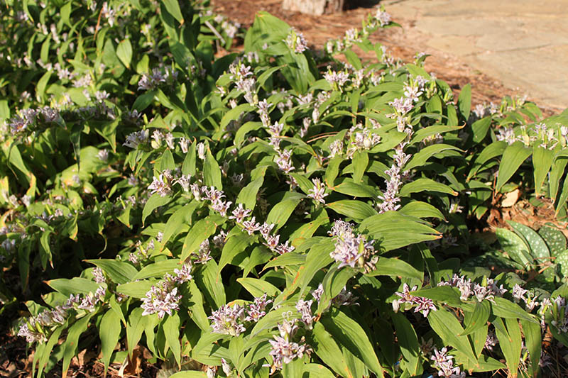 A green plant with small purple lily flowers. A green plant with small purple lily flowers.
