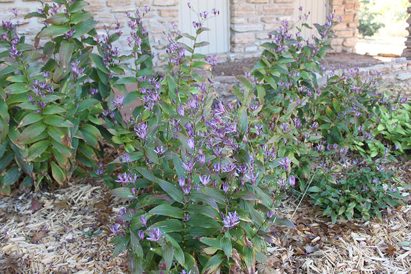 A Toad Lily plant with flowers blooming. A Toad Lily plant with flowers blooming.