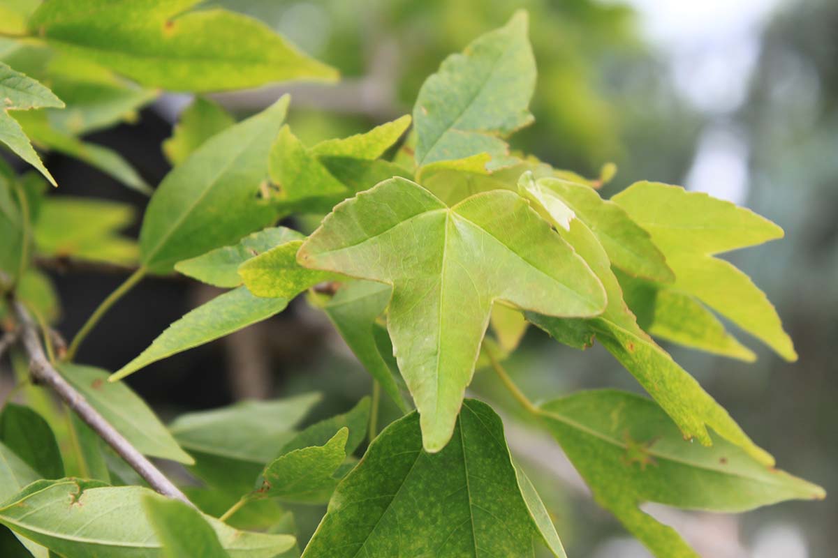 Trident Maple Oklahoma State University
