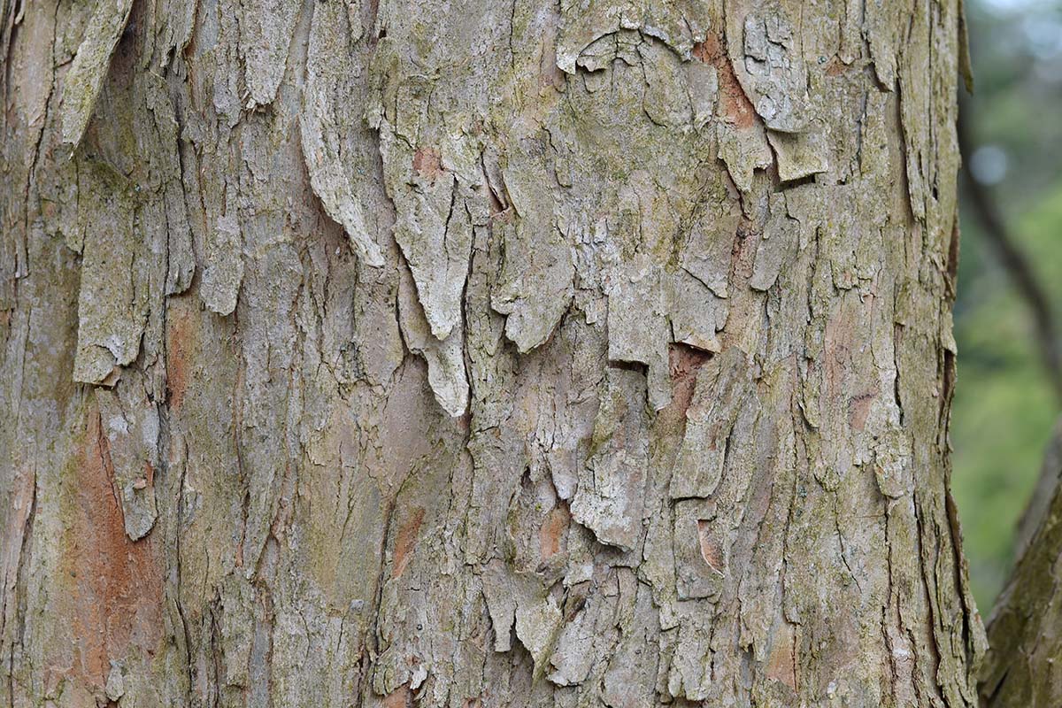 The bark of a tree. The bark of a tree.