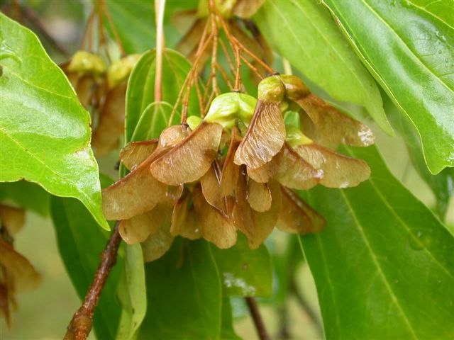 Seeds hanging from a tree limb. Seeds hanging from a tree limb.