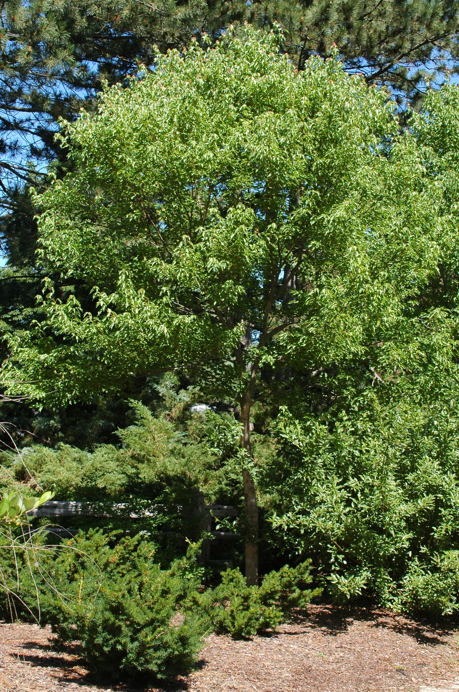 A tree with green leaves. A tree with green leaves.