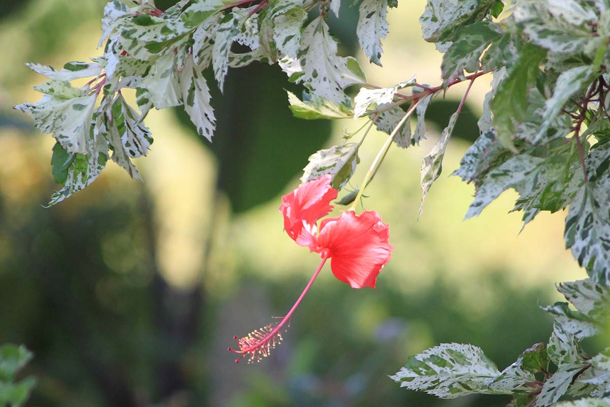 A red flower surrounded by leaves. A red flower surrounded by leaves.