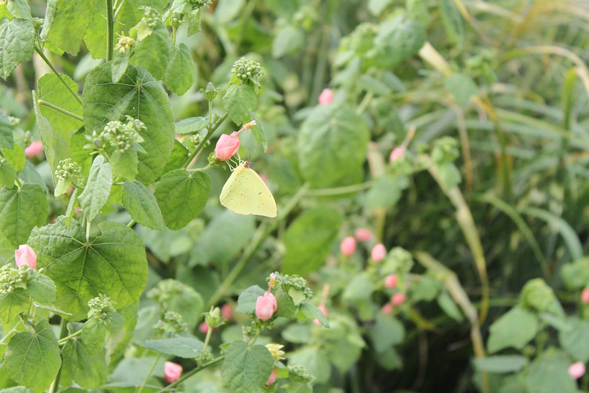 Pink flowers on a green shrub. Pink flowers on a green shrub.