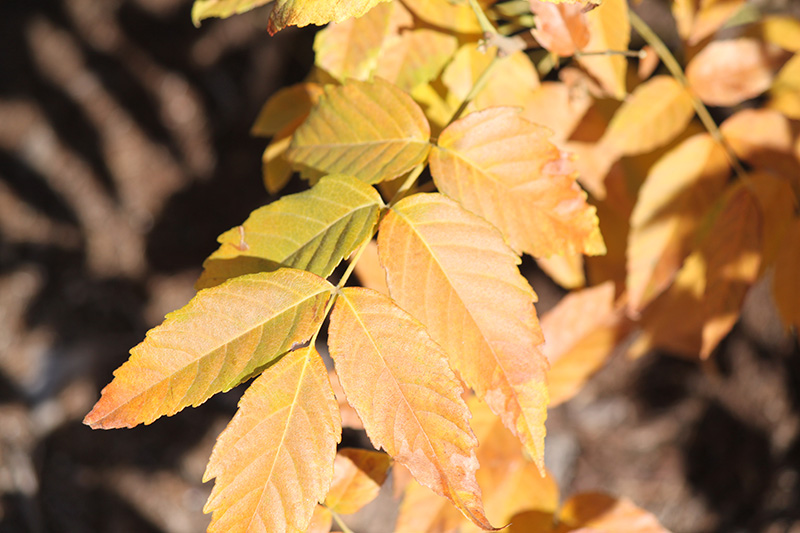 fall color of a mexican buckeye Tan, orange leaves