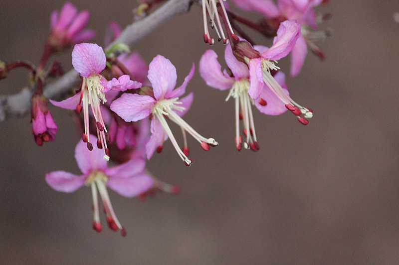 Flower of a mexican buckeye Purple four leaf flowers with two pistils