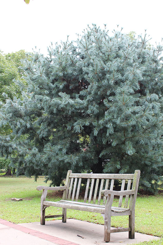 A large Vanderwolf's Pyramid Limber Pine tree. A large Vanderwolf's Pyramid Limber Pine tree.