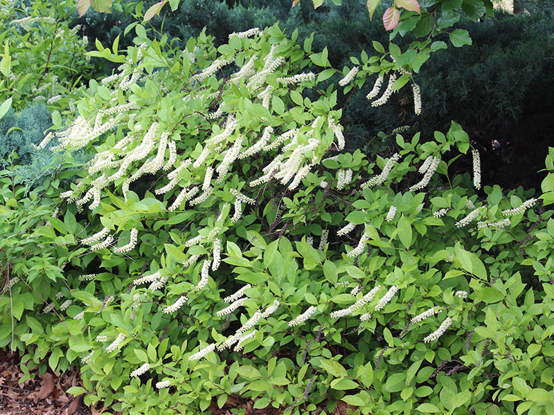 Full view the of Virginia Sweetspire leaves and flowers. Full view of the Virginia Sweetspire leaves and flowers.