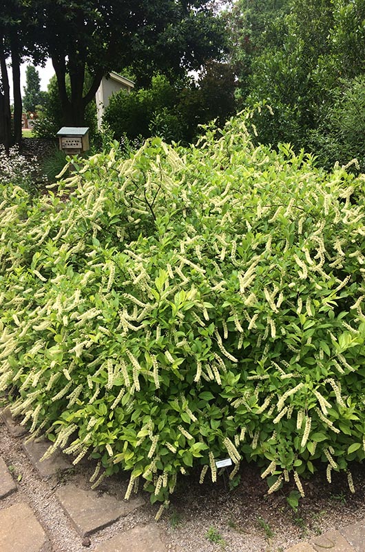 A full, fluffy view of the Virginia Sweetspire. A full, fluffy view of the Virginia Sweetspire.