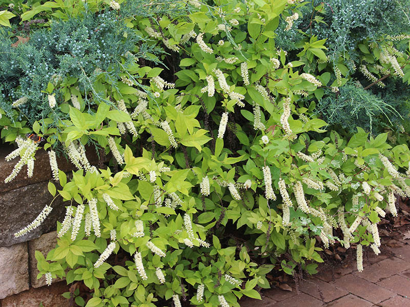 White flowers bloom off the branches. White flowers bloom off the branches.
