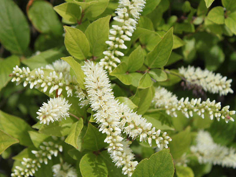 Close up view of one flower in bloom. Close up view of one flower in bloom.
