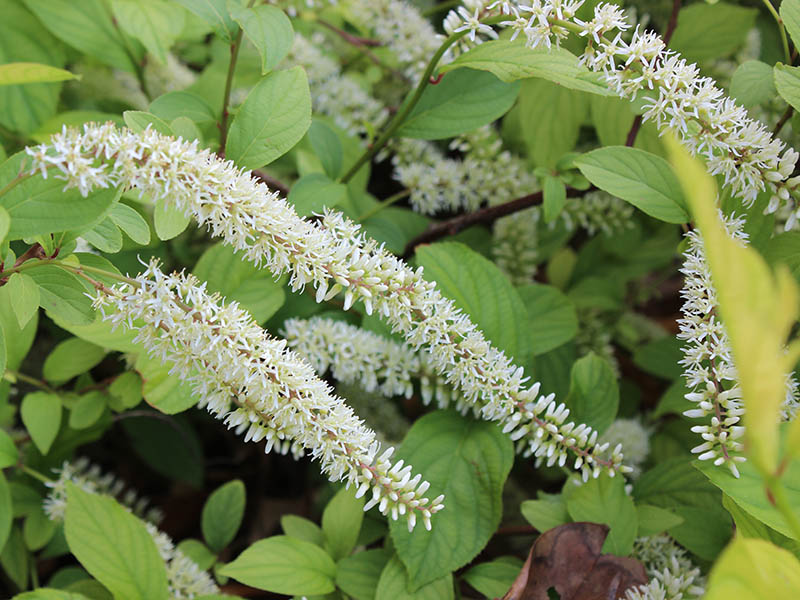 Close up of a flower in bloom. Close up of a flower in bloom.