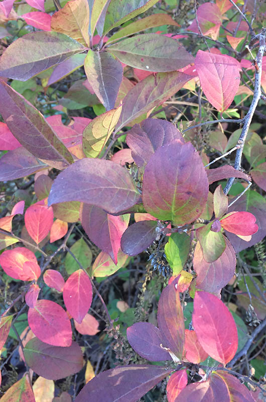 Close up of leaves on the plant. Close up of leaves on the plant.