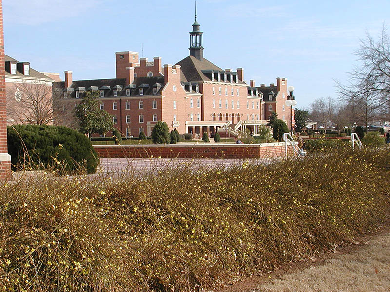 A view of the Winter Jasmine plant set in front of a building on the OSU campus. A full view of the Winter Jasmine plant set in front of a building on the OSU campus.