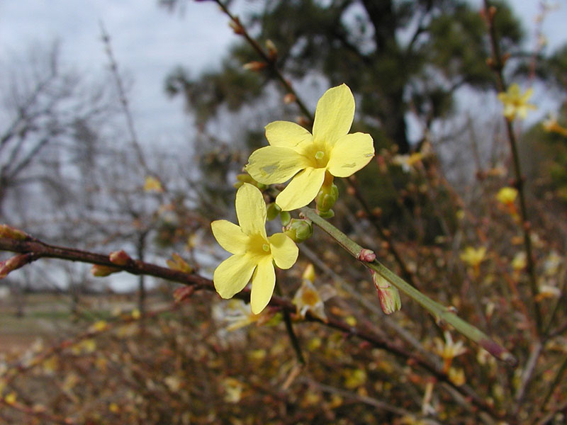 An upclose view of the flower on the Winter Jasmine plant. An upclose view of the flower on the Winter Jasmine plant.